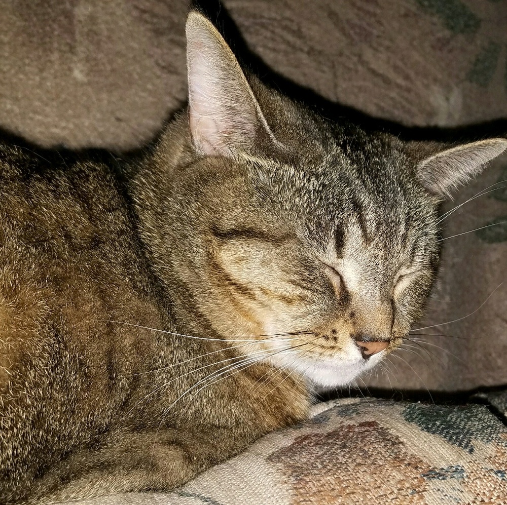 Meet your Posher, Joanna